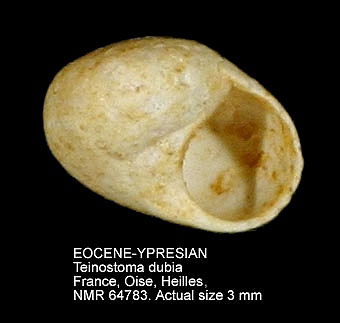 EOCENE-YPRESIAN Teinostoma dubia.jpg - EOCENE-YPRESIANTeinostoma dubia(Lamarck,1804)